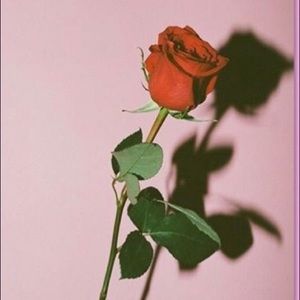 Meet your Posher, Sierra